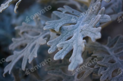 Preview: Silver Dust Cineraria Maritima In The Garden, Close Up.