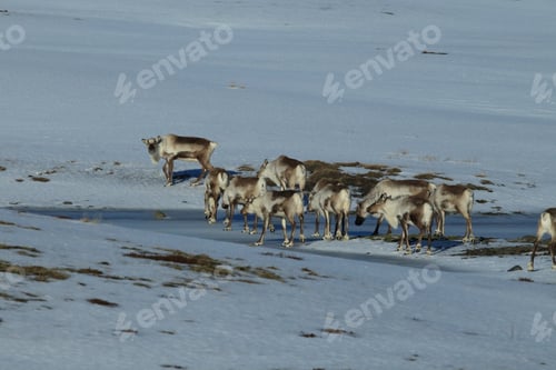 Preview: Reindeer, Caribou,Iceland