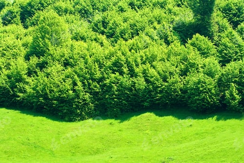 Preview: Forest At The End Of A Green Meadow