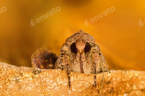 Preview: Amazing Insect Moth Yellow Nature Background.