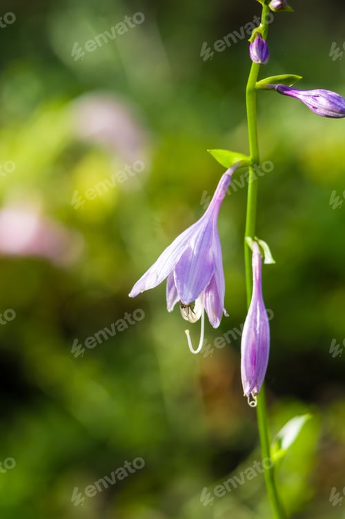 Preview: Flower Purple Hosta Growing In The Summer Garden