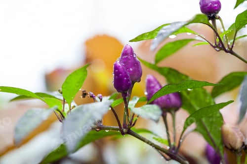 Preview: Violet Peppers