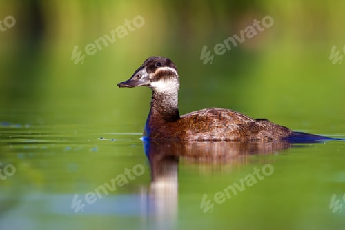 Preview: Swimming Duck. Colorful Nature Background. Bird: White Headed Duck. Oxyura Leucocephala.