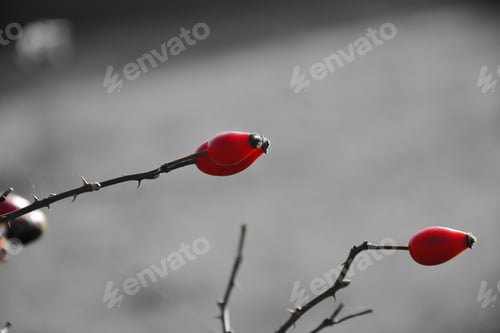Preview: Sweetbriar Rose. Rosa Rubiginosa Hips.