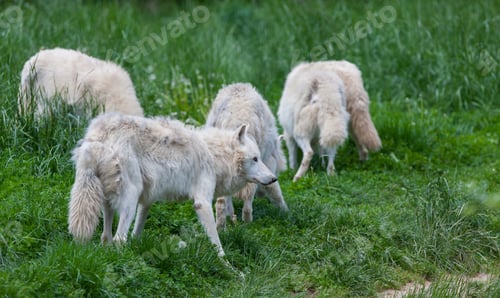 Preview: Arctic Wolves In The Forest