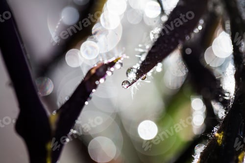Preview: Abstract, Macro Composition With Leaves And Water Drops
