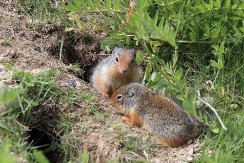 Preview: Columbian Ground Squirrel Cub Canadian Rockies