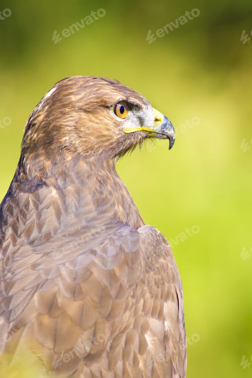 Preview: Bird Of Prey. Green Nature Background Long Legged Buzzard / Buteo Rufinus