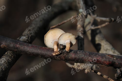 Preview: Wild Mushrooms Growing On Tree Bark