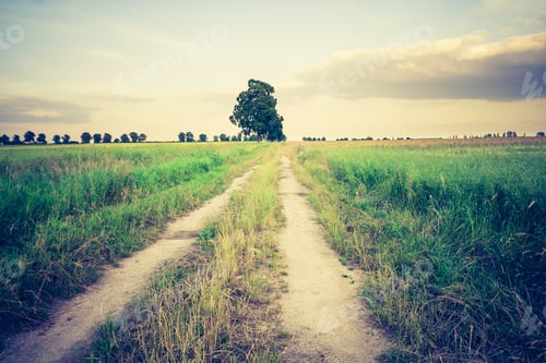 Preview: Vintage Photo Of Green Fields In Summer