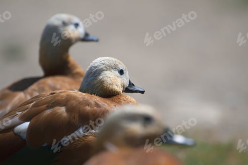 Preview: Cute Ducks. Bird: Ruddy Shelduck. Nature Background.