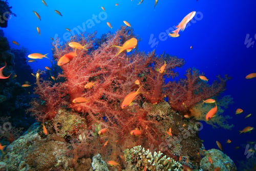 Preview: Colorful Red Soft Corals At The Blue Hole, Dahab, Egypt