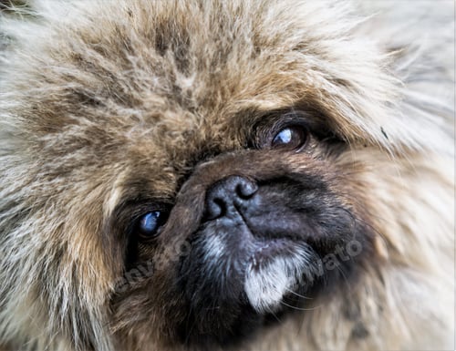 Visualização: Portrait Of Shaggy Dog