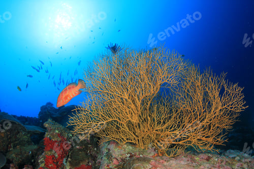 Preview: Coral Reef In Ocean Underwater