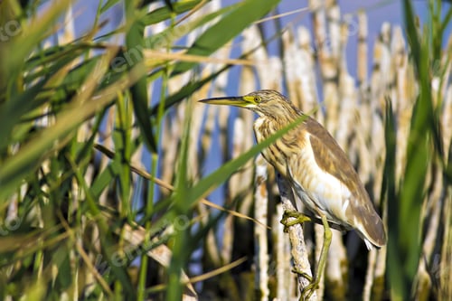 Preview: Squacco Heron, Ardeola Ralloides. Yellow Common Water Bird. Yellow Blue Nature Habitat Background.