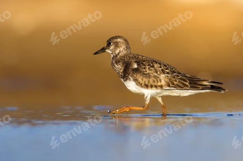 Preview: Cute Water Bird. Colorful Nature Background. Bird: Ruddy Turnstone.