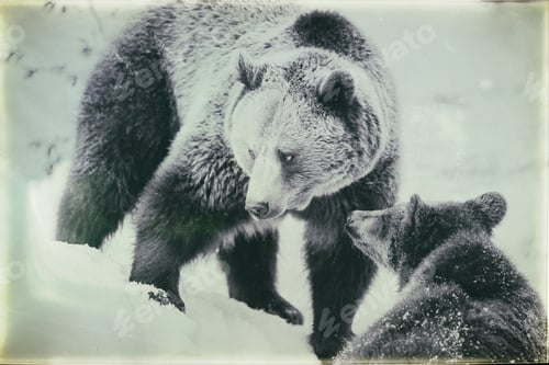 Preview: Brown Bears (Ursus Arctos) In Lake Clark National Park, Alaska, Usa