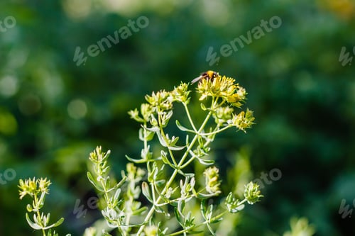 Preview: Hypericum Perforatum, Known As St John'S Wort, Common Or Perforate St John'S-Wort In Natural