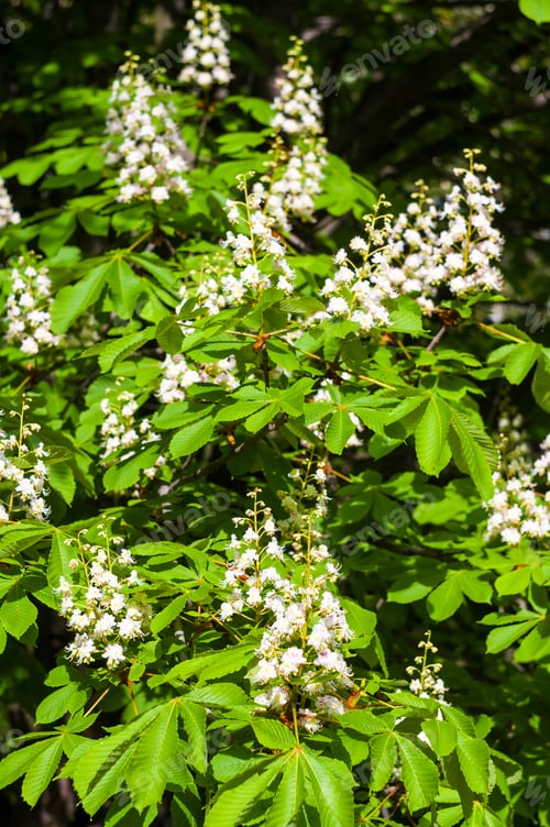 Preview: Flowering Branches Of Chestnut Castanea Sativa Tree, And Bright Blue Sky