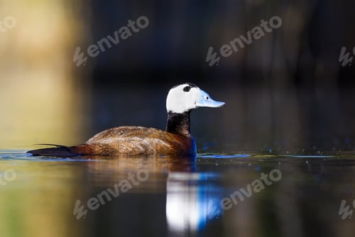Preview: Duck Swimming In Lake. White Headed Duck White Headed Duck Oxyura Leucocephala