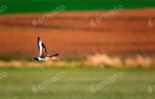 Preview: Nature And Bird. Colorful Nature Habitat Background. Bird: Black Tailed Godwit. Limosa Limosa.