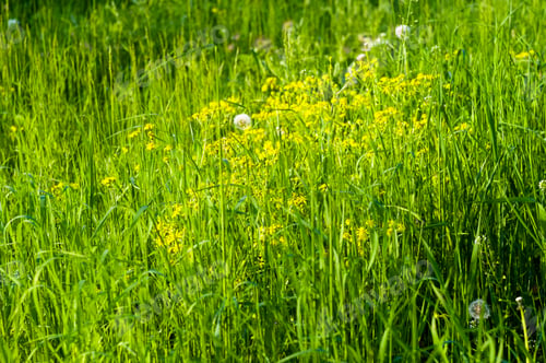 Preview: Spring Blooming Field - Bright Green Plants, Grass And Wildflowers With Young Foliage On A Bright