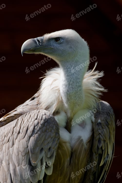 Preview: European Griffon Vulture (Gyps Fulvus Fulvus)