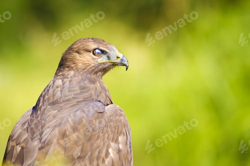 Preview: Bird Of Prey. Buzzard Portrait. Green Nature Background.