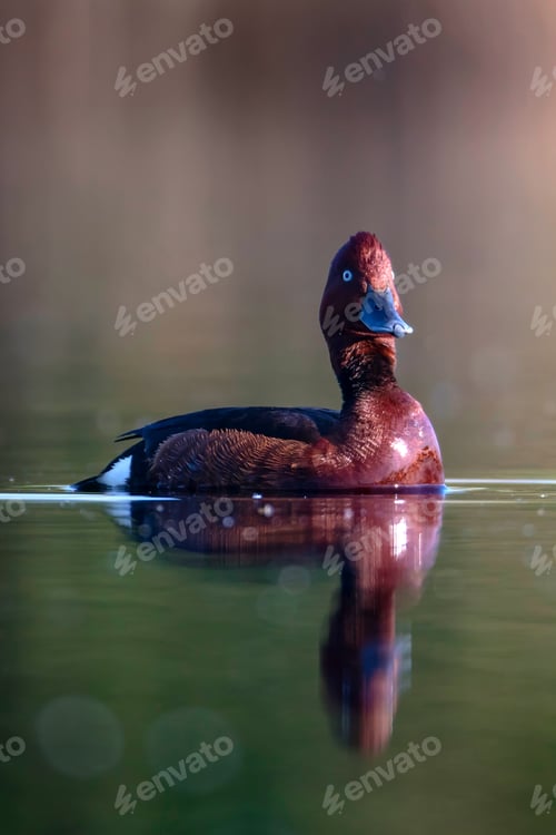 Preview: Swimming Duck. Natural Lake Habitat Background. Bird: Ferruginous Duck. Aythya Nyroca.