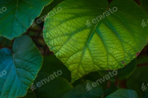 Preview: Green Kiwi Leaves On The Vine, Close Up