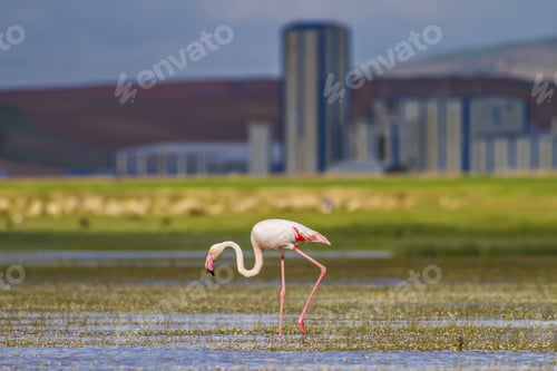 Preview: Destruction And Nature. Alone Bird Flamingo. Bird: Greater Flamingo. Phoenicopterus Roseus.