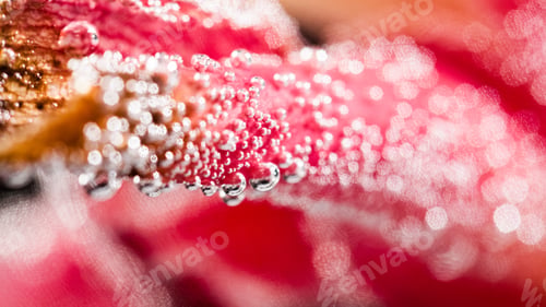 Preview: Abstract Underwater Composition With Blurry Orchid Petals, Bubbles And Light
