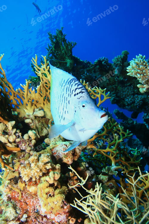 Preview: Yellowbar Angelfish (Pomacanthus Maculosus)