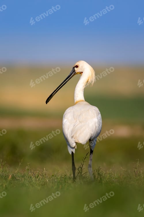 Preview: White Big Heron. Green Blue Nature Habitat Background. Heron: Eurasian Spoonbill. Platalea