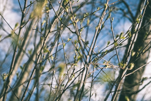 Preview: Trees In The Forest - The Crown Of Leaves Against The Sky In Spring - Vintage Matte Look