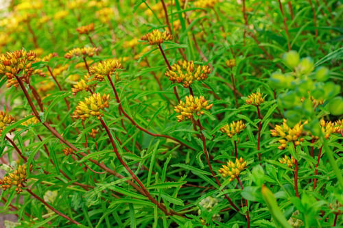 Preview: Bellevalia Speciosa Woronow On The Alpine Slide In The Garden