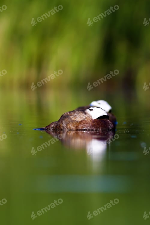 Preview: Duck Swimming In Lake. White Headed Duck Green Lake Background White Headed Duck Oxyura Leucocephala