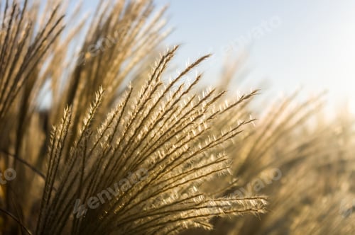 Preview: Chinese Silver Grass, Maiden Grass, Miscanthus Chinese, Miscanthus Sinensis Illuminated By Soft