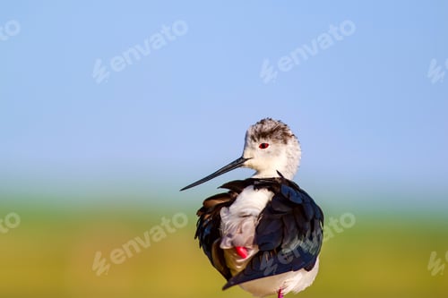 Preview: Common Water Bird. Black Winged Stilt. Himantopus Himantopus. Green Blue Nature Background.