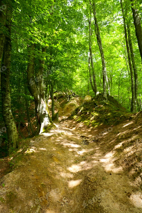 Preview: Landscape With Birch Forest In A Summer Day