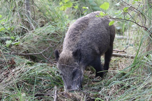 Preview: Wild Boar (Sus Scrofa) Western Pomerania Lagoon Area National Park Germany