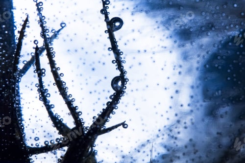 Preview: Blue Underwater Dandelion Seeds With Bubbles