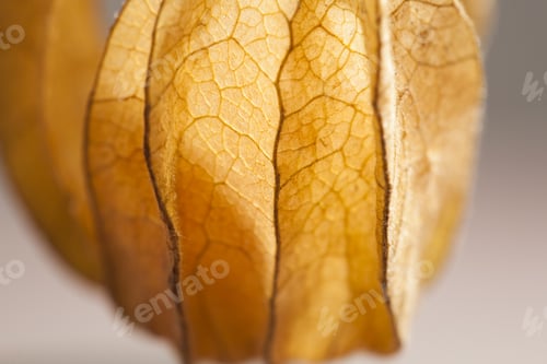 Preview: Macro Shot Of Physalis Peruviana Fruit With Light Grey Background And Reflexions