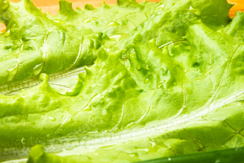 Preview: Still Life - Green Lettuce On Wooden Board