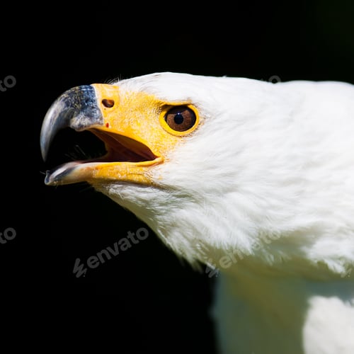 Preview: African Fish Eagle