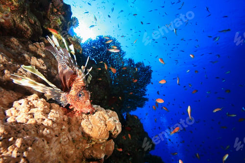 Preview: Lionfish And Table Coral