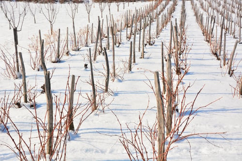 Preview: Winter Vineyard,Winter Landscape