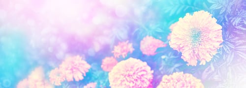 Preview: Bright And Colorful Flowers Marigolds. Autumn Landscape.