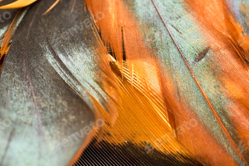 Preview: Colorful Rooster Feather With Details And Reflexions