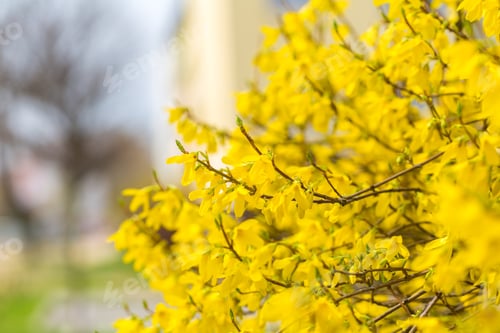 Preview: Beautiful Yellow Forsythia Flowers. Natural Background Of Springtime Flowers.